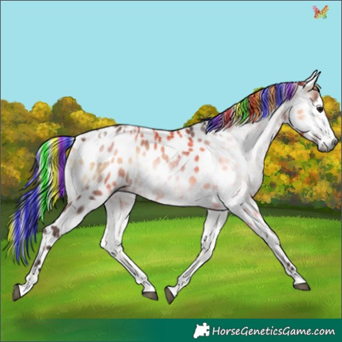 Horse Color:Gray Painted Silver Bay Ice Onyx Appaloosa 