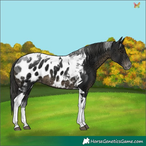Horse Color:Black Ice Tobiano Appaloosa