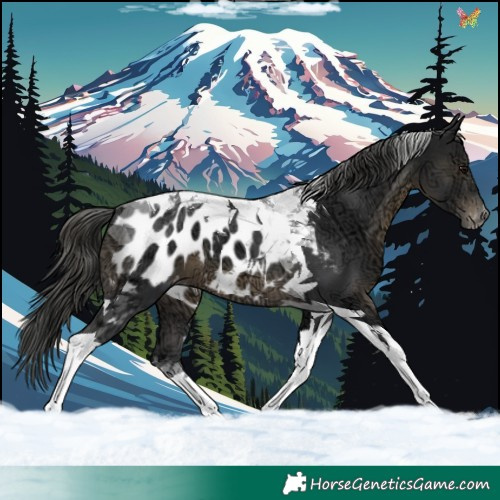 Horse Color:Black Ice Tobiano Appaloosa 