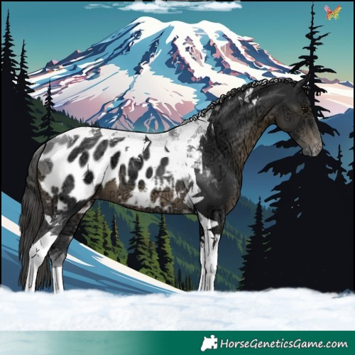 Horse Color:Black Ice Tobiano Blanket 