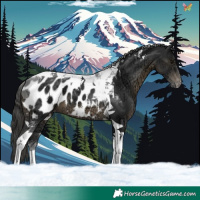 Horse Color:Black Ice Tobiano Appaloosa 