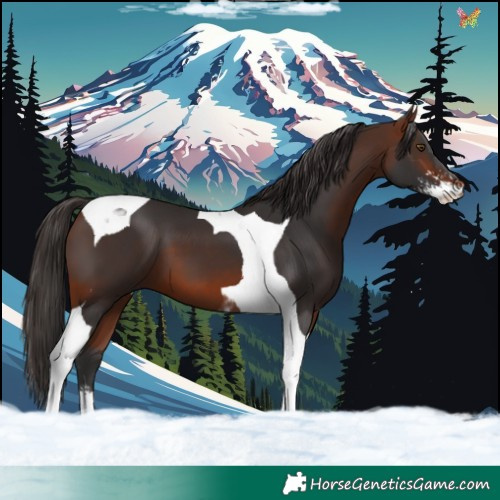 Horse Color:Bay Sabino Tobiano