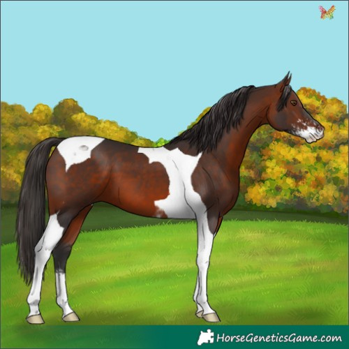 Horse Color:Bay Sabino Tobiano