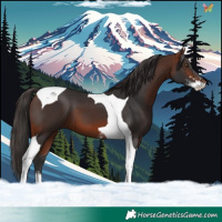 Horse Color:Bay Sabino Tobiano