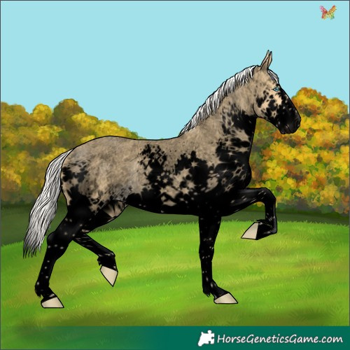 Horse Color:Void Silver Amber Cream Champagne Roan Splash