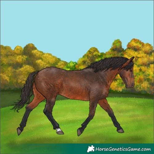 Horse Color:Bay 