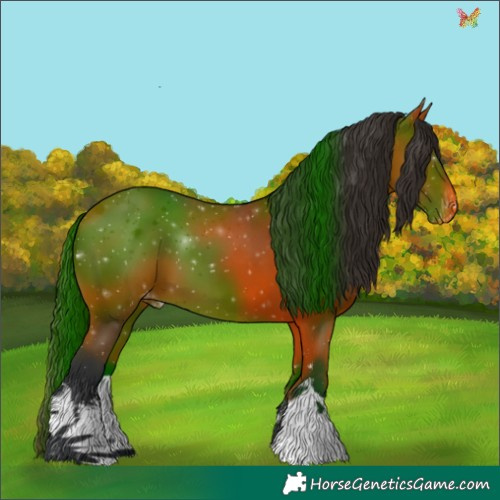 Horse Color:White Spotted Bay Appaloosa 