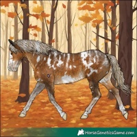 Horse Color:Powder White White Spotted Chocolate Palomino Frame 