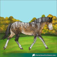 Horse Color:Powder White Buckskin 
