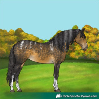 Horse Color:Powder White Buckskin 