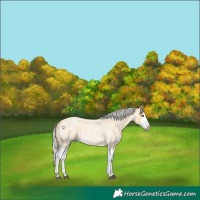 Horse Color:Silver Buckskin Roan Splash 