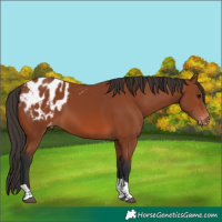 Horse Color:Bay Tobiano Appaloosa 