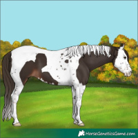 Horse Color:Liver Chestnut Splash Tobiano 