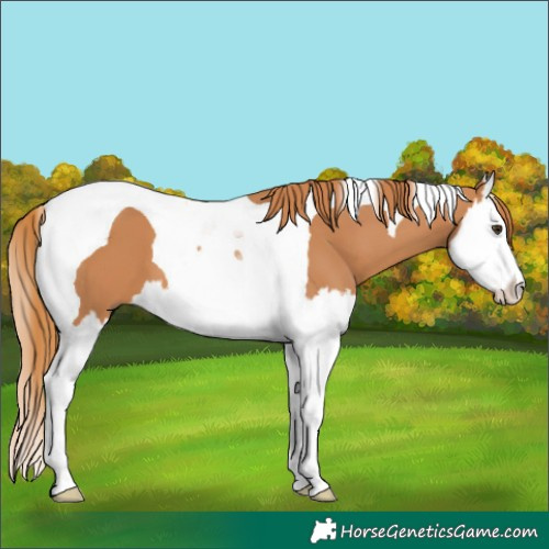 Horse Color:Chestnut Splash Tobiano 