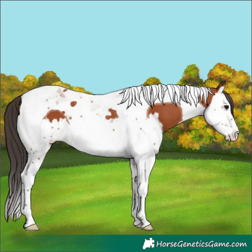 Horse Color:Bay Splash Tobiano 