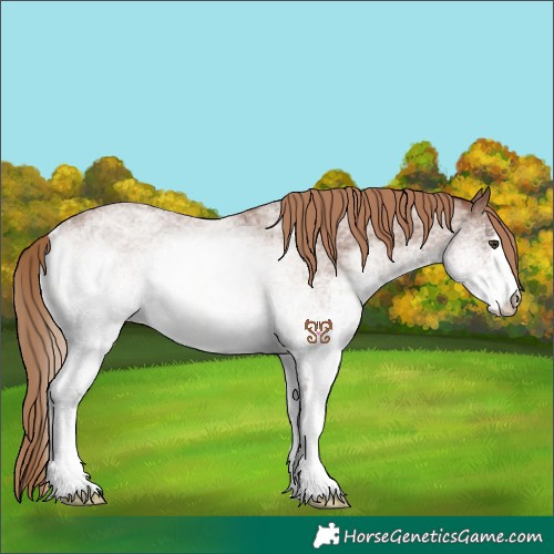 Horse Color:White Spotted Red Roan 