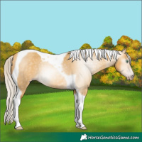 Horse Color:Gray Silver Amber Cream Champagne Dun Tobiano 