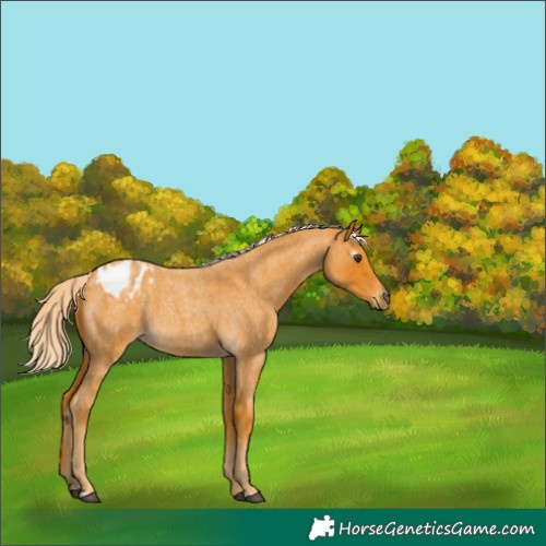 Horse Color:Gray Palomino Roan Blanket 