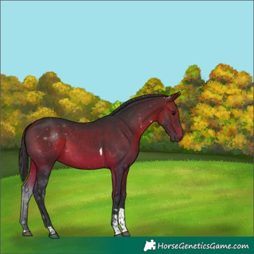 Horse Color:Brown Tobiano 