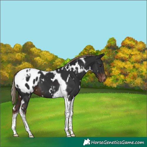 Horse Color:White Spotted Liver Chestnut Tobiano Appaloosa 