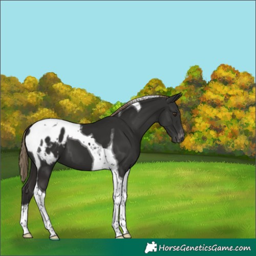 Horse Color:Liver Chestnut Tobiano Blanket 