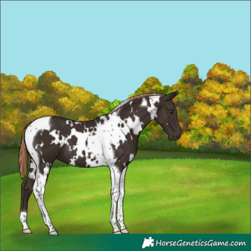 Horse Color:White Spotted Liver Chestnut Tobiano 