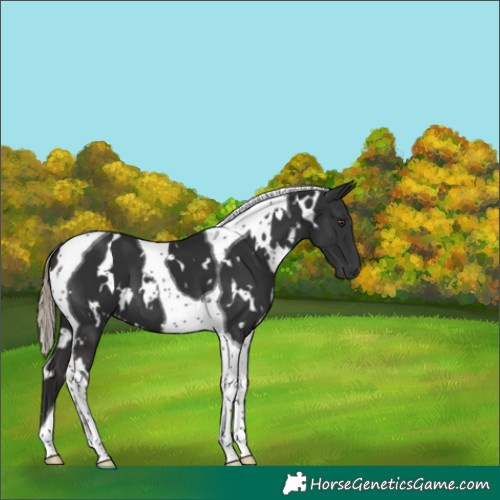 Horse Color:White Spotted Liver Chestnut Tobiano 