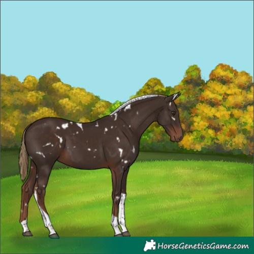 Horse Color:White Spotted Liver Chestnut Tobiano 