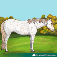 Horse Color:Red Roan Appaloosa 