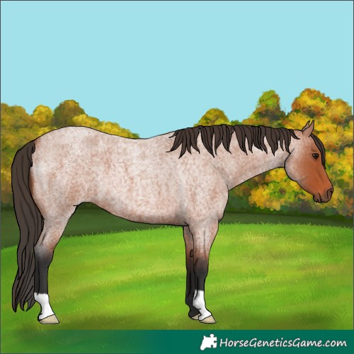 Horse Color:Bay Roan 