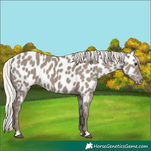 Horse Color:Silver Grullo Near Leopard Rabicano 