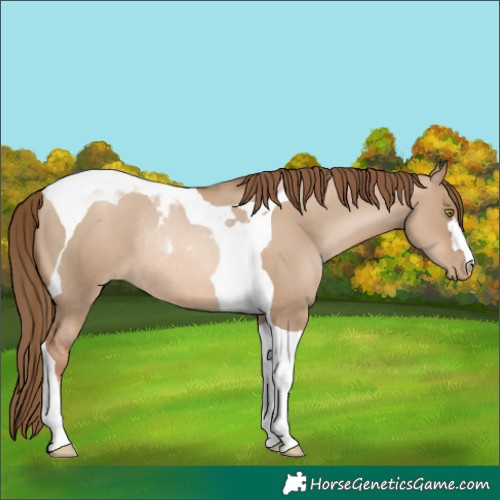 Horse Color:Liver Red Dun Pearl Tobiano Rabicano 