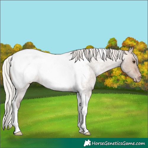Horse Color:Silver Brown Roan Dun Tobiano Snowcap