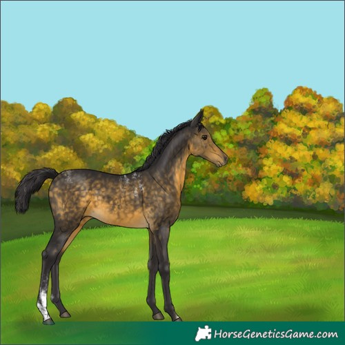 Horse Color:Buckskin 