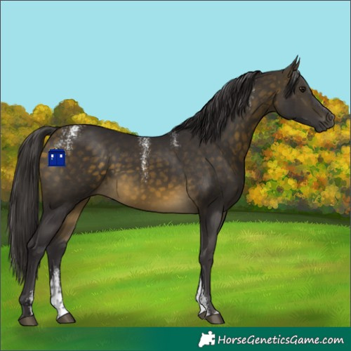 Horse Color:Powder White Buckskin 