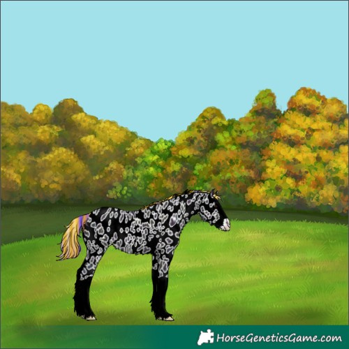 Horse Color:Painted Watercolor Midnight Grullo Ice Splash Leopard Rabicano