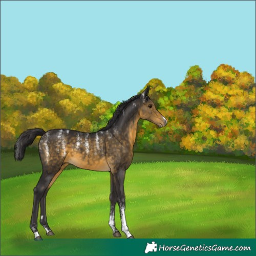 Horse Color:Buckskin 