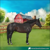 Horse Color:Brown 