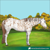Horse Color:Red Dun Splash  and Red Dun Splash Leopard 