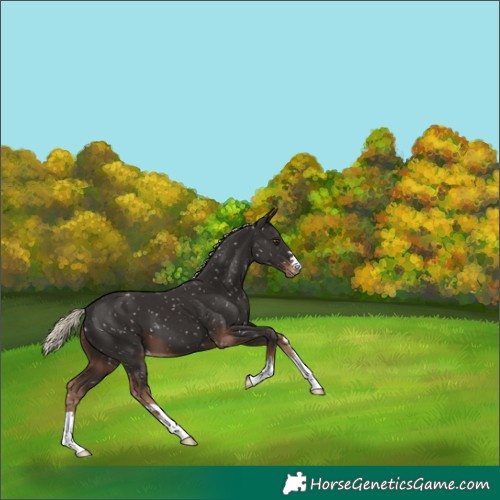 Horse Color:Liver Chestnut Mushroom Appaloosa 