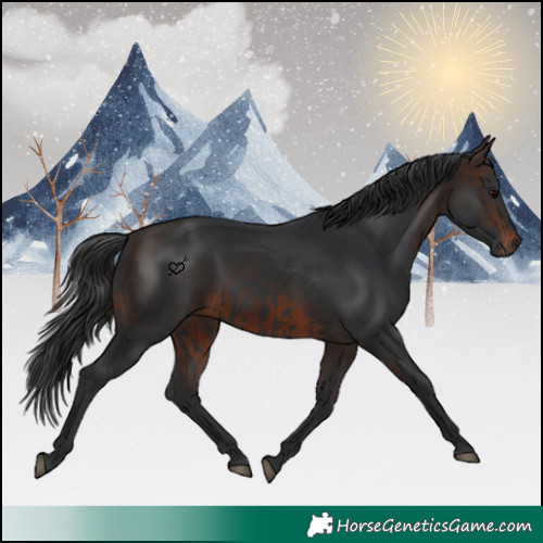 Horse Color:Black  and Brown 