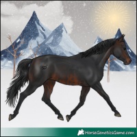 Horse Color:Black  and Brown 