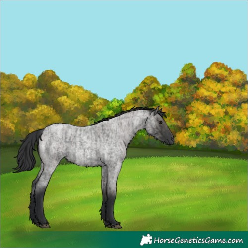 Horse Color:Blue Roan  and Grullo Roan 