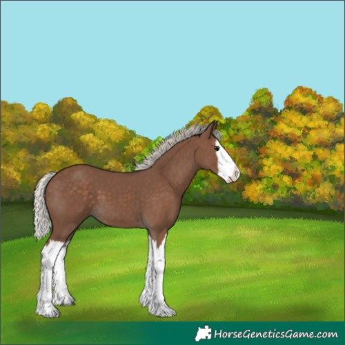 Horse Color:Silver Black Splash 