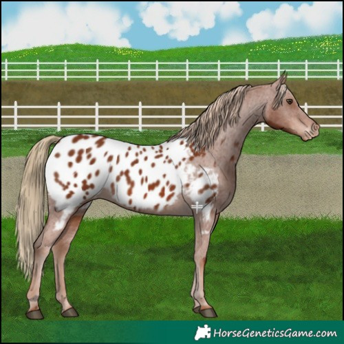 Horse Color:Chestnut Appaloosa 