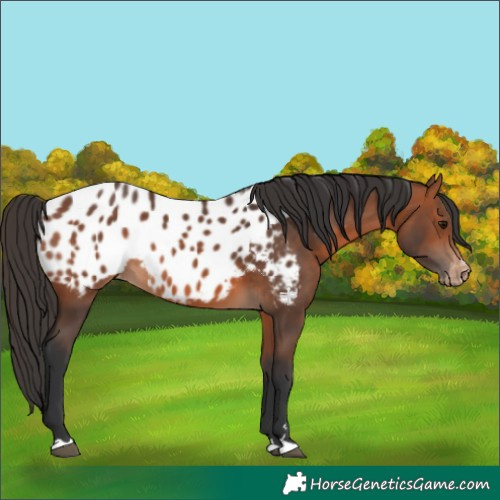 Horse Color:Bay Appaloosa 