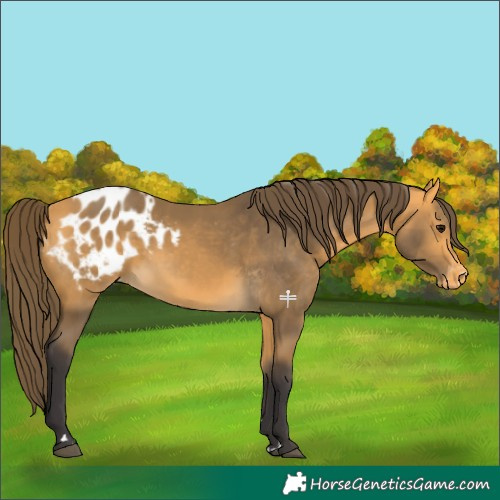 Horse Color:Buckskin Appaloosa 