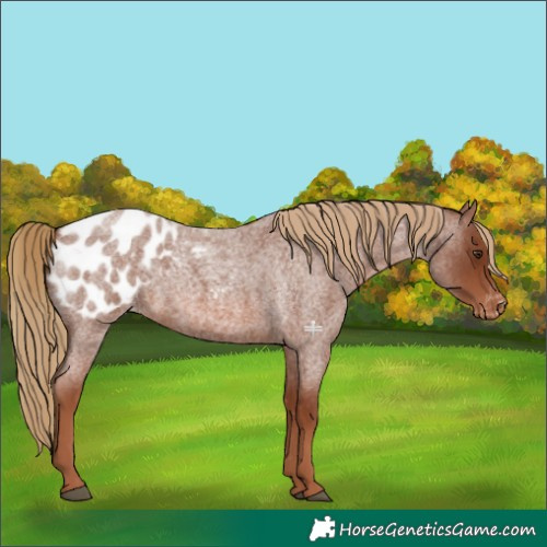 Horse Color:Red Roan Appaloosa 