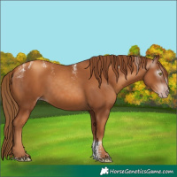 Horse Color:Powder White Gray Gold Champagne 