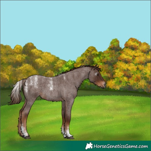 Horse Color:Powder White Gray Red Roan 